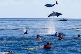 Dolphin Tour Kizimkazi