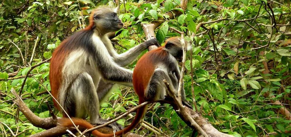 Jozani Forest & Monkey Tour