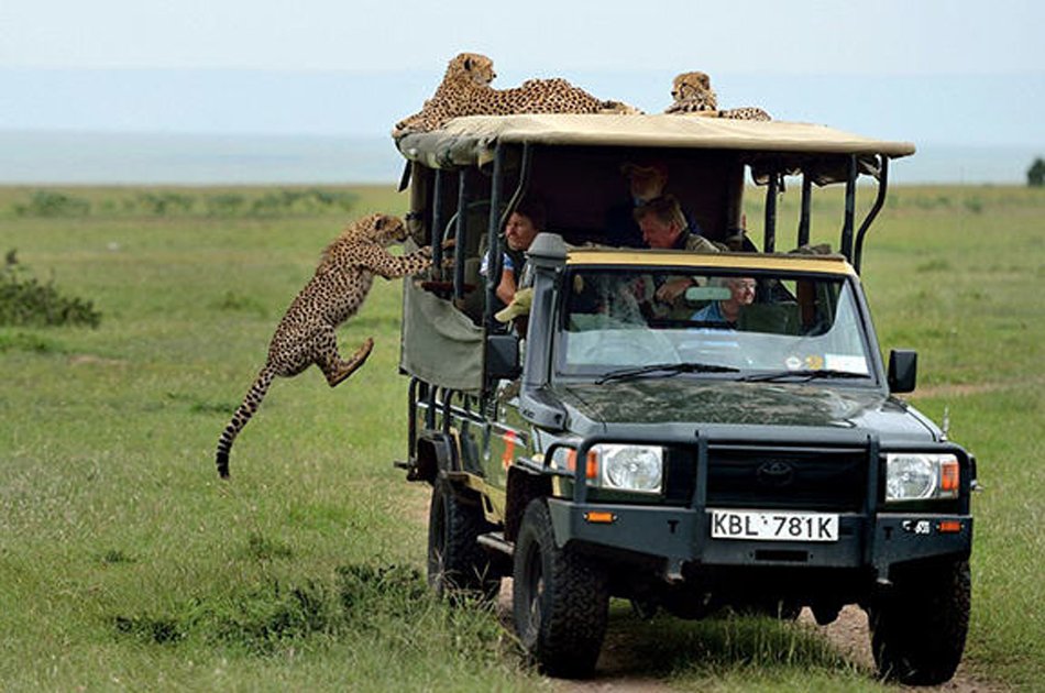 Mikumi National Park Safari