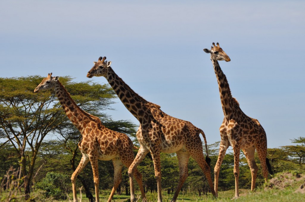 Mikumi National Park Safari - image 2