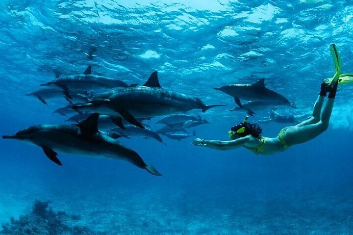 Mnemba Island Snorkeling