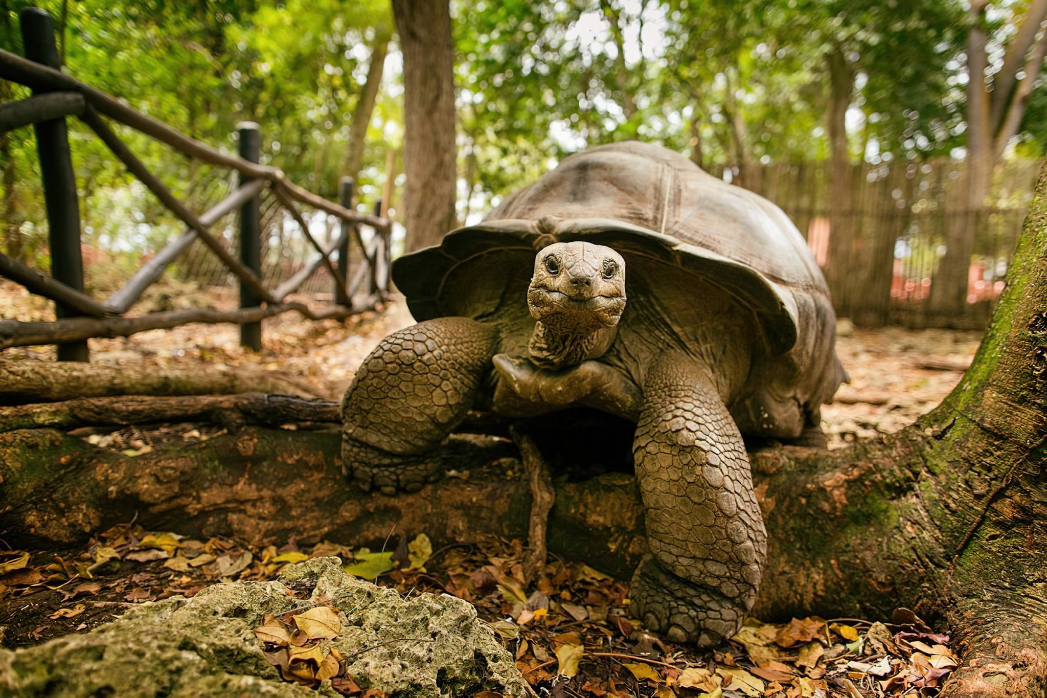 Prison Island Tour - image 4