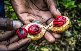 Spice Farm Tour